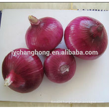 2014 new crop high quality 5-8cm fresh red onion